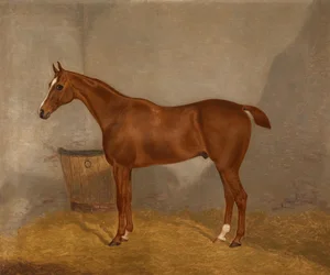 Portrait of a horse (Fireland or Cocktail, one of two paintings offered in one lot under these designations)